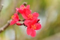 Ornamental crab apple Plant or just crabapple as it is calone of these for a lavish pop of white, pink, or red flowers each spring Royalty Free Stock Photo